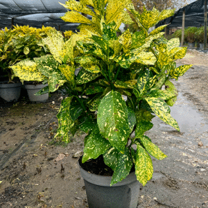 Aucuba Japonica "Crotonifolia"