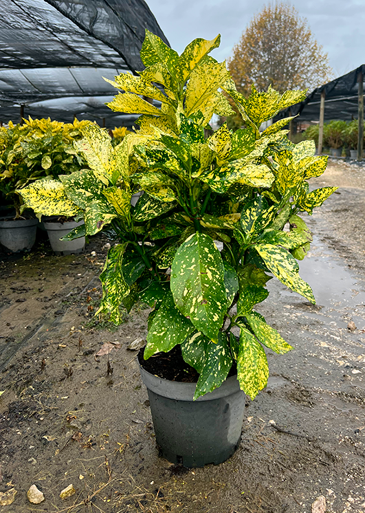 Aucuba Japonica "Crotonifolia"