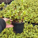 Azalea japonica V1,3L