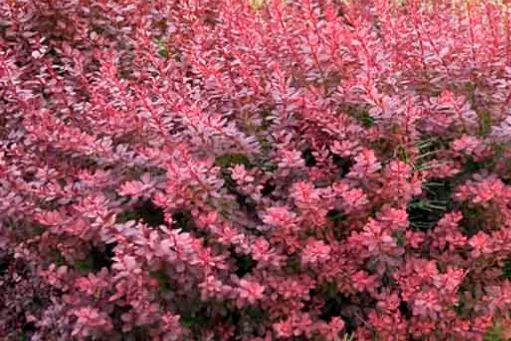 Berberis Thunbergii Atropurpurea