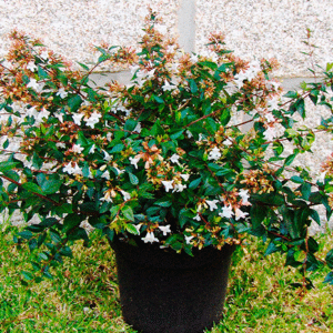 Abelia Grandiflora