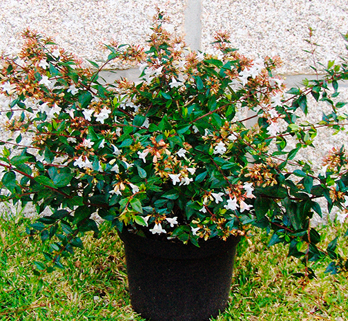 Abelia Grandiflora
