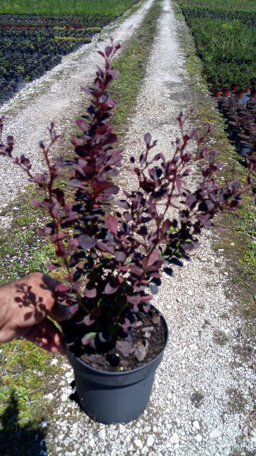 Berberis thunbergii Atropurpurea V1,3L