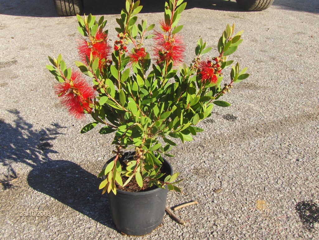 Callistemon Laevis
