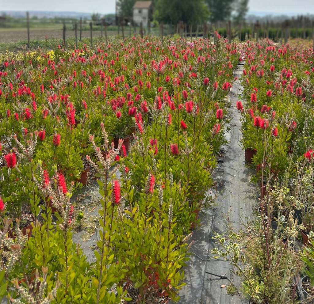Callistemon Laevis (5l)