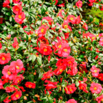Camelia Japonica