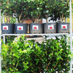 Camelias Japonica C7,5L CC