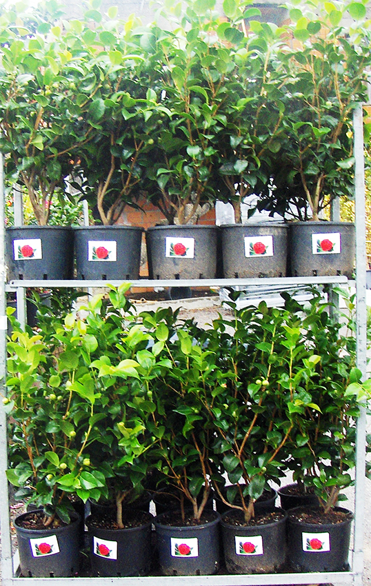 Camelias Japonica C7,5L CC