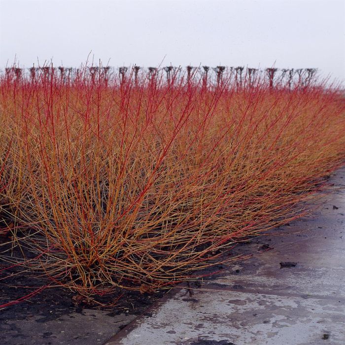 Cornus Sanguinea