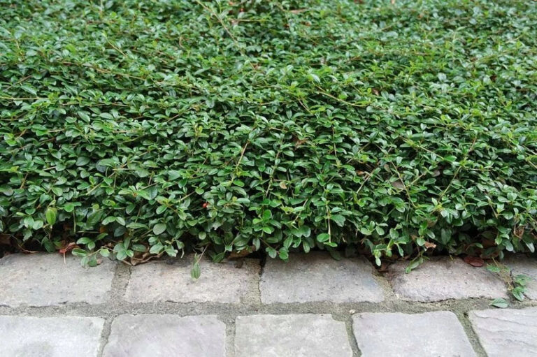 Cotoneaster Damneri
