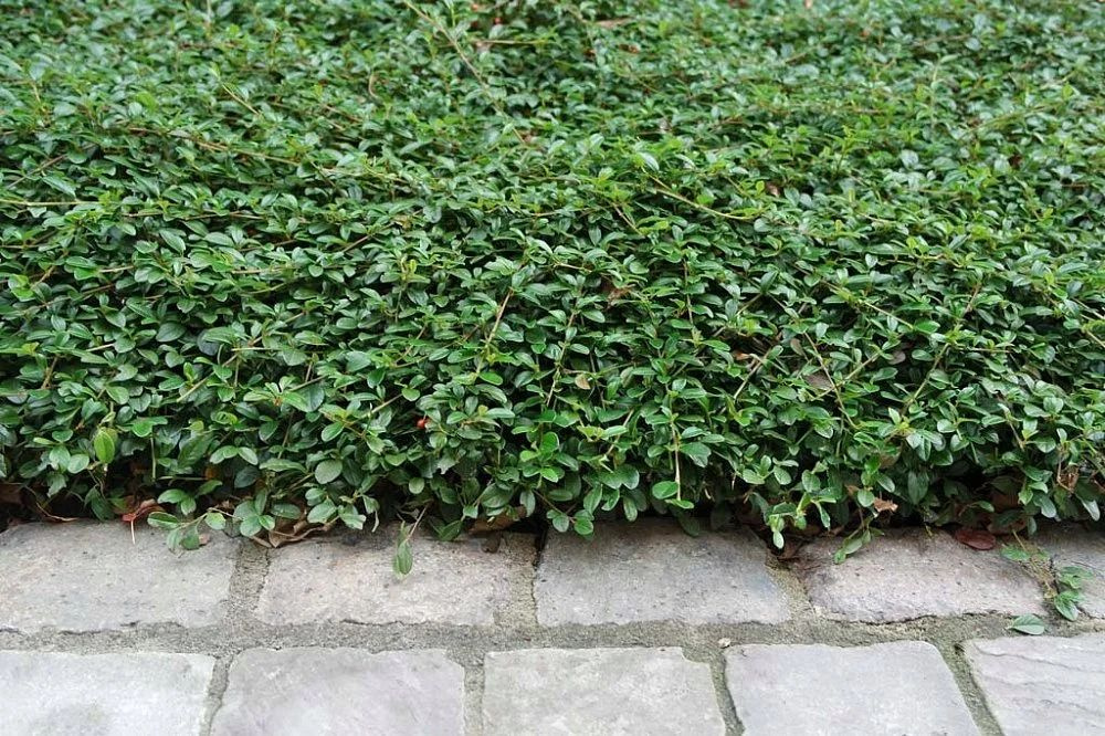 Cotoneaster Damneri