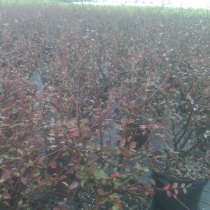 Cotoneaster