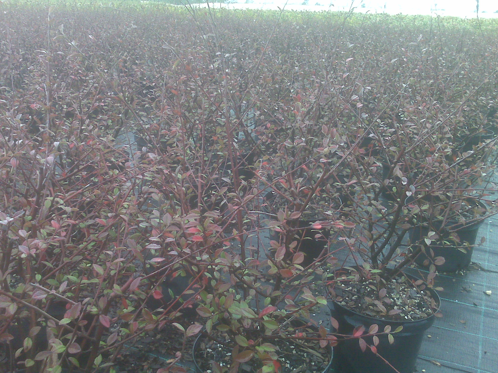 Cotoneaster Franchetii Cotoneaster