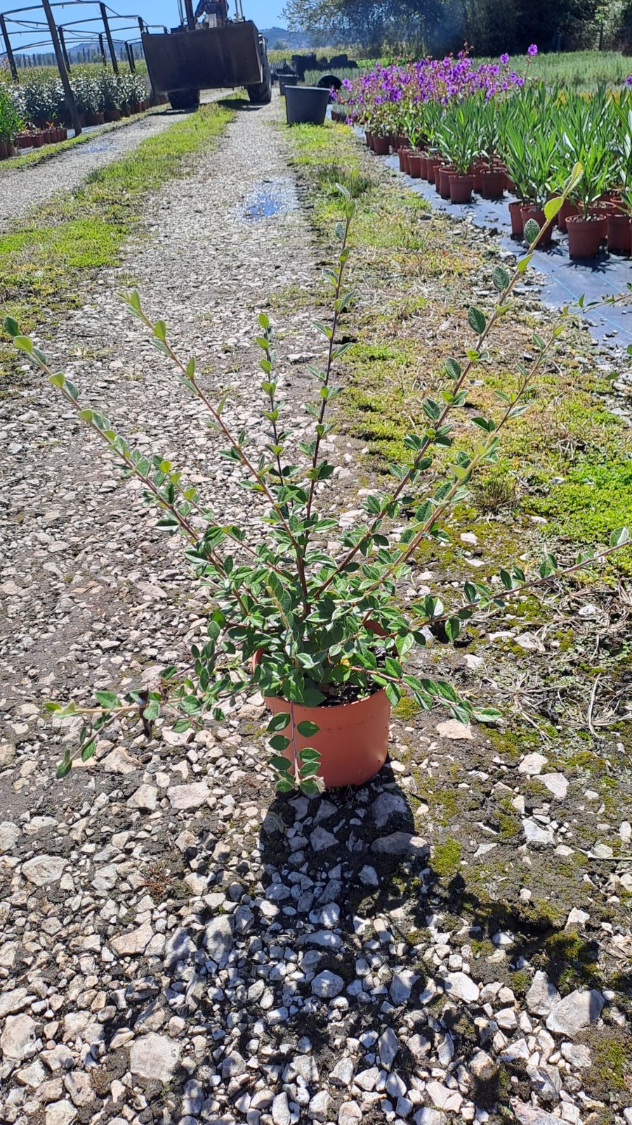 Cotoneaster lacteus V1,3L.