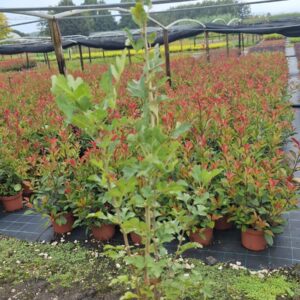 Crataegus Monogyna v1,3L.