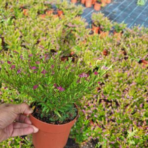 Crataegus Monogyna v1,3L.