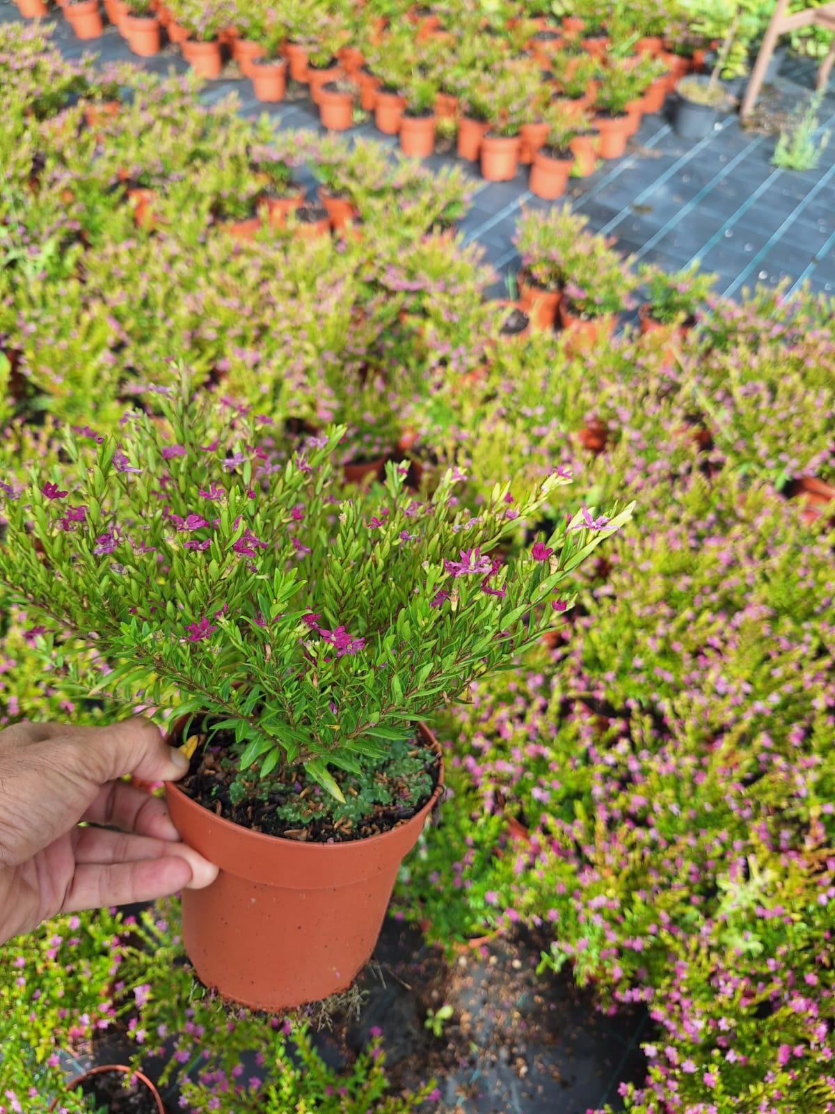 Crataegus Monogyna v1,3L.