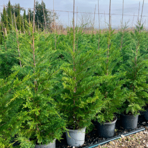 Cupressocyparis Leylandii