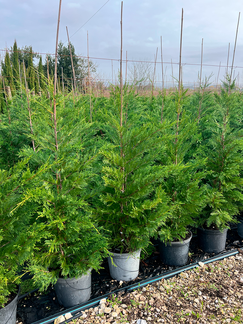 Cupressocyparis Leylandii