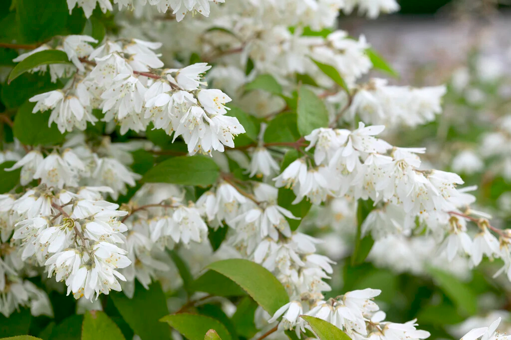 Deutzia Scabra "Plena"