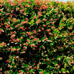 Escallonia Macrantha