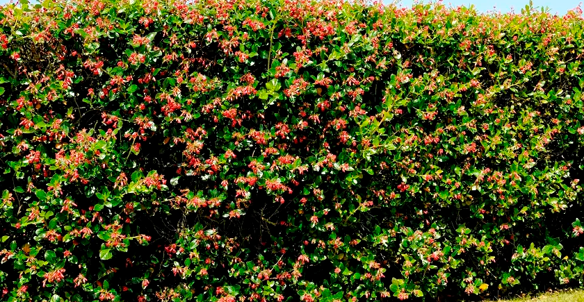 Escallonia Macrantha