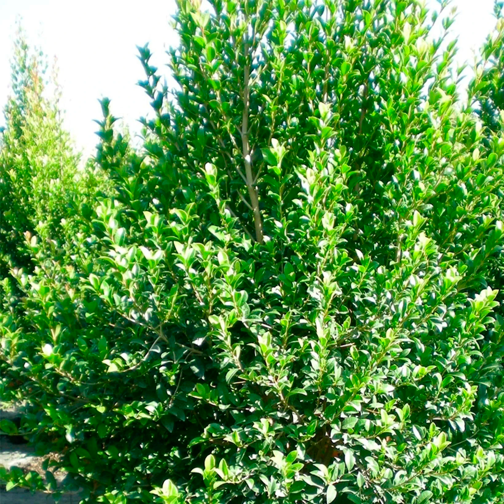 Eugenia Myrtifolia "Newport"