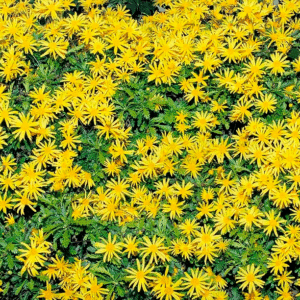 Euryops Chrysanthemoides