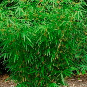 Fargesia Rufa