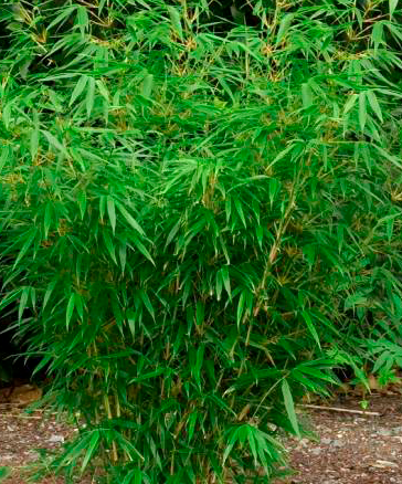 Fargesia Rufa Fargesia Rufa