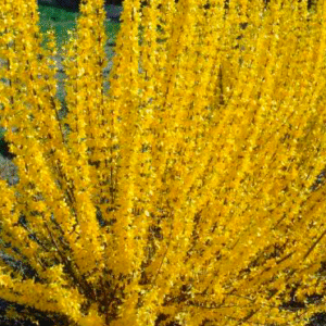 Forsythia Intermedia "Lynwood"