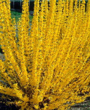 Forsythia Intermedia "Lynwood"
