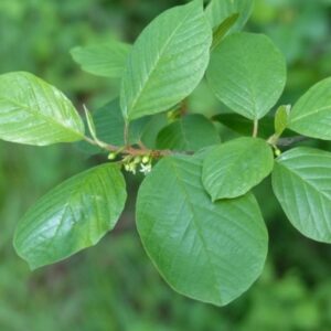Frangula Alnus