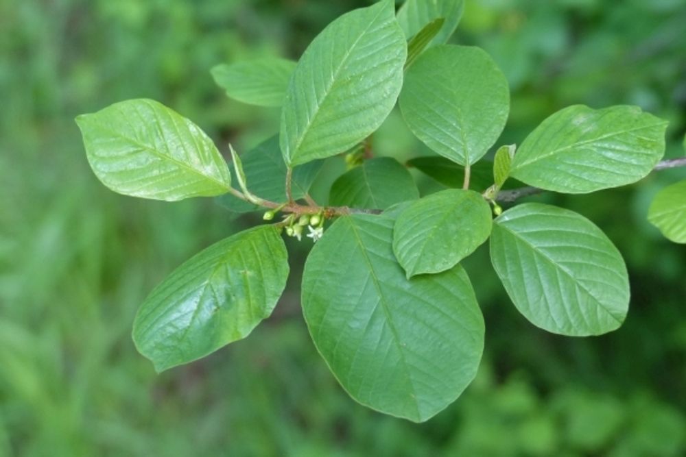 Frangula Alnus