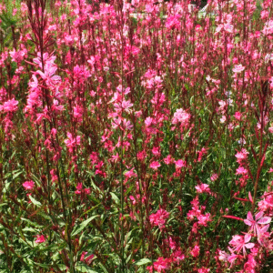 Gaura Lindheimeri