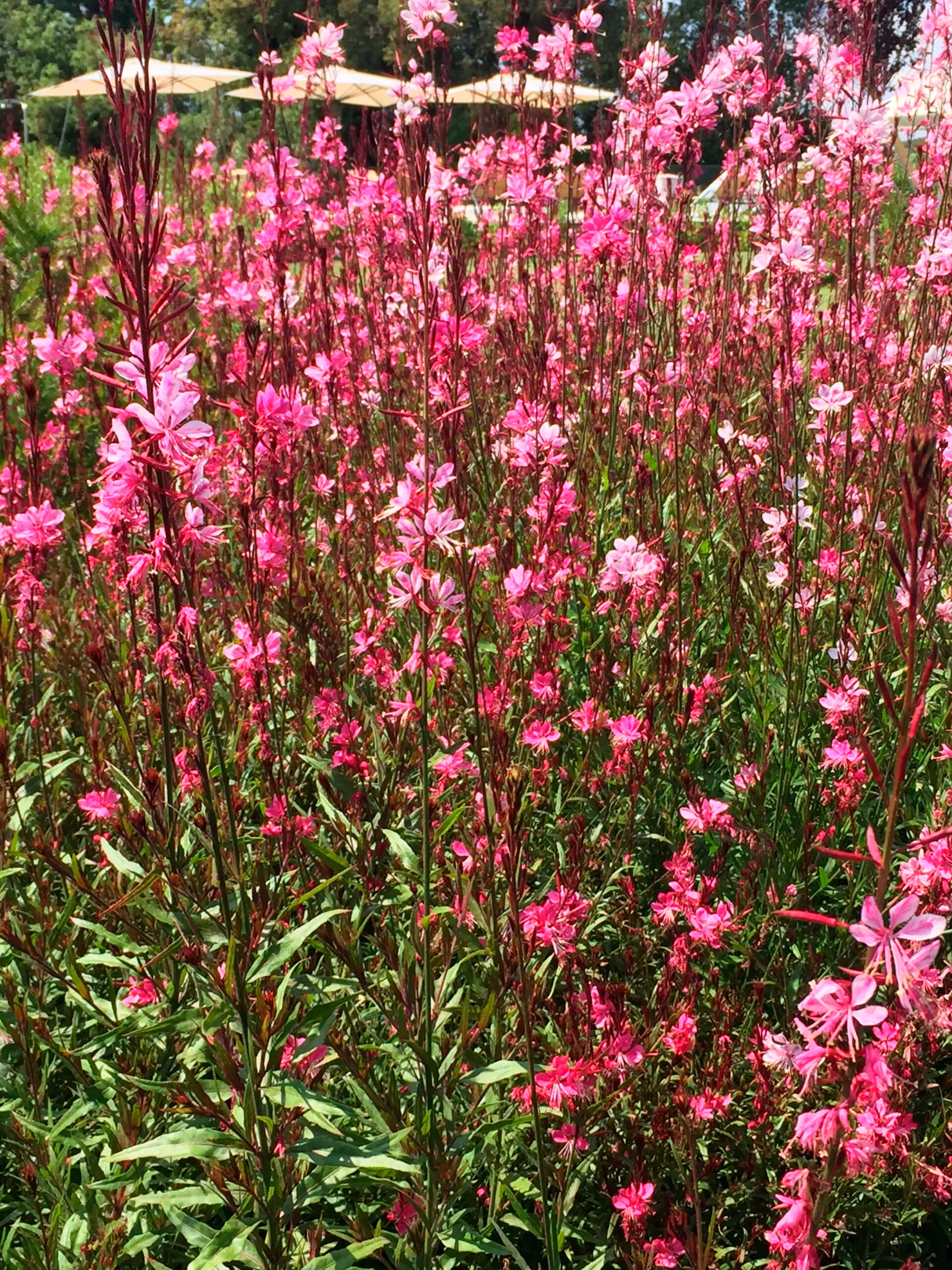 Gaura Lindheimeri