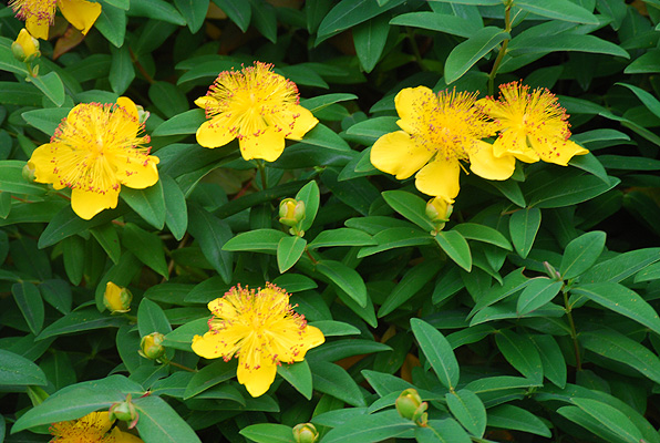 Hypericum Calycinum