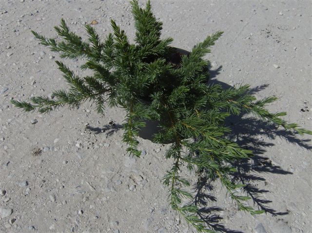 JUNIPERUS LITTORALIS C2,5L JUNIPERUS LITTORALIS