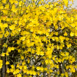 Jasminum Nudiflorum