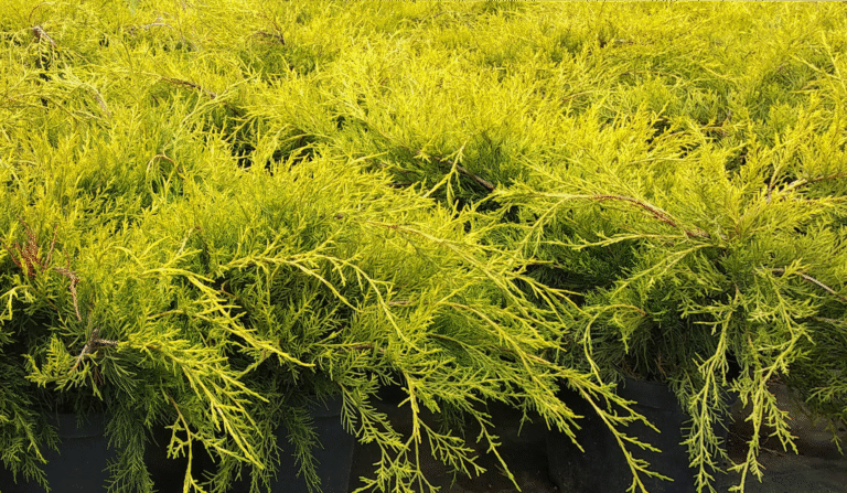 Juniperus Media Old Gold