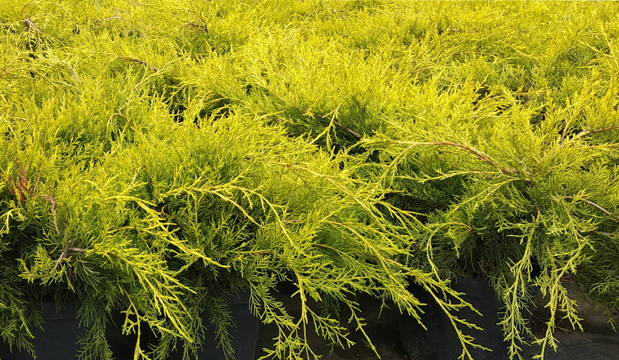 Juniperus Media Old Gold