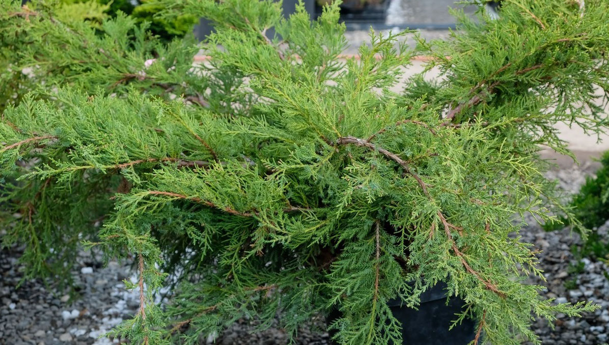 Juniperus Media _Pfitzeriana_ Juniperus Media Pfitzeriana