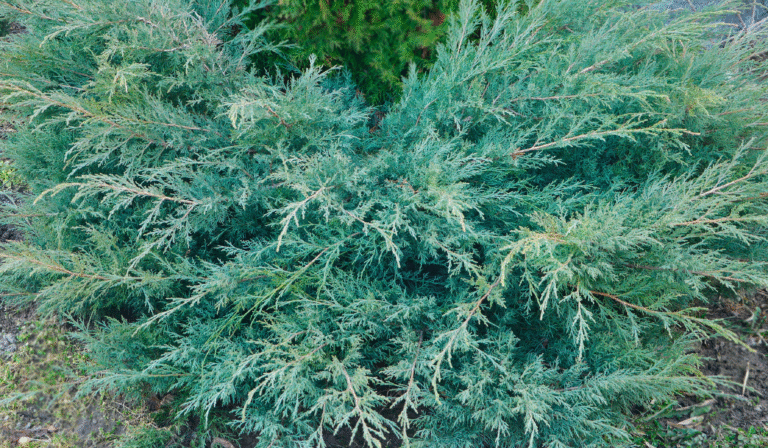 Juniperus Virginiana Grey Owl