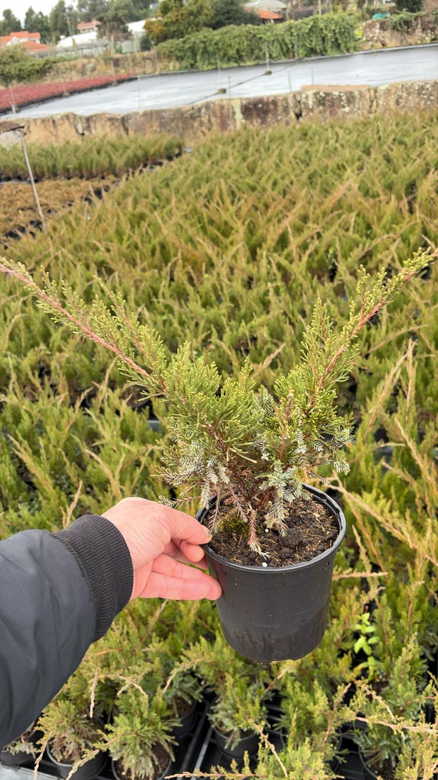 Juniperus media Mint Julep V1,3L