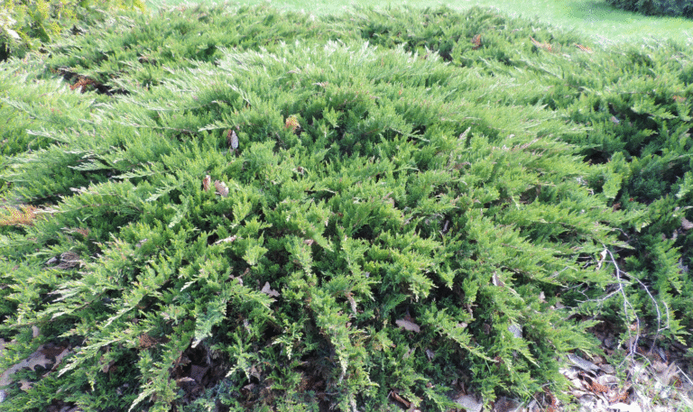 Juniperus sabina Tamariscifolia
