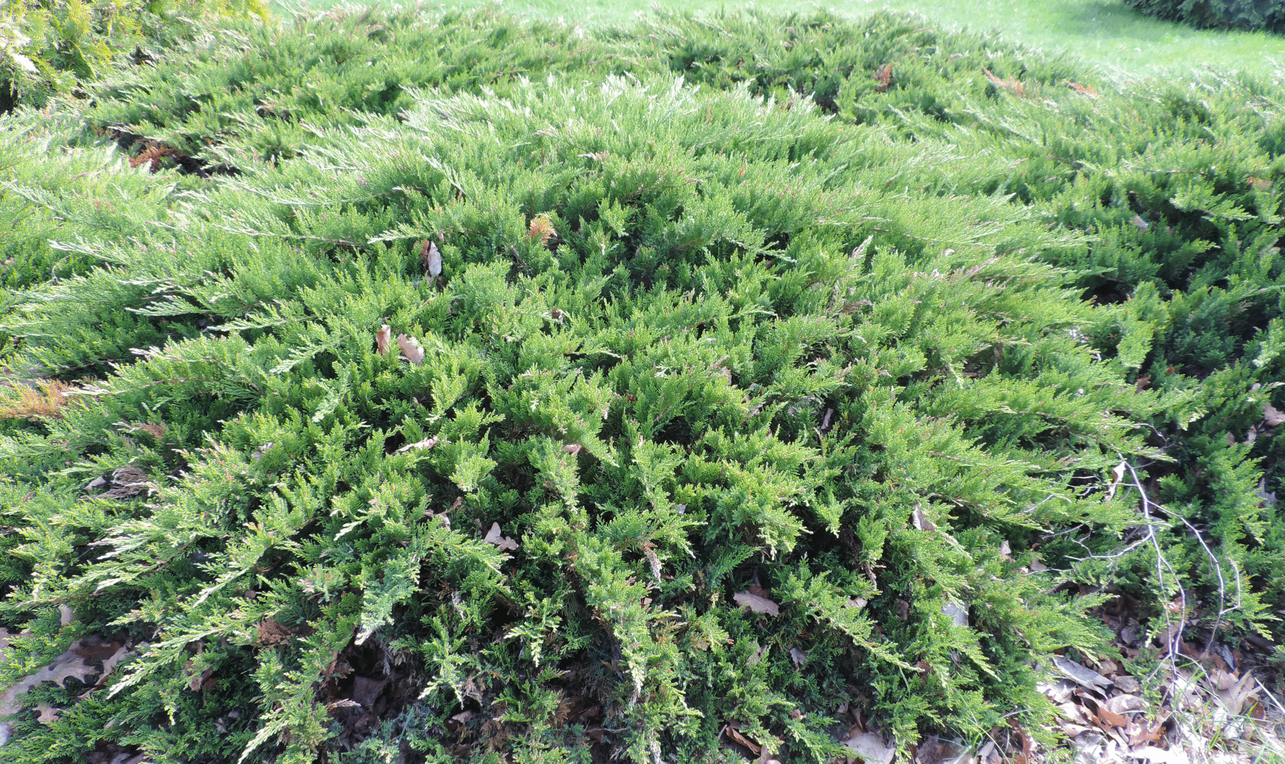 Juniperus sabina Tamariscifolia
