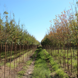 Lagerstroemia Indica