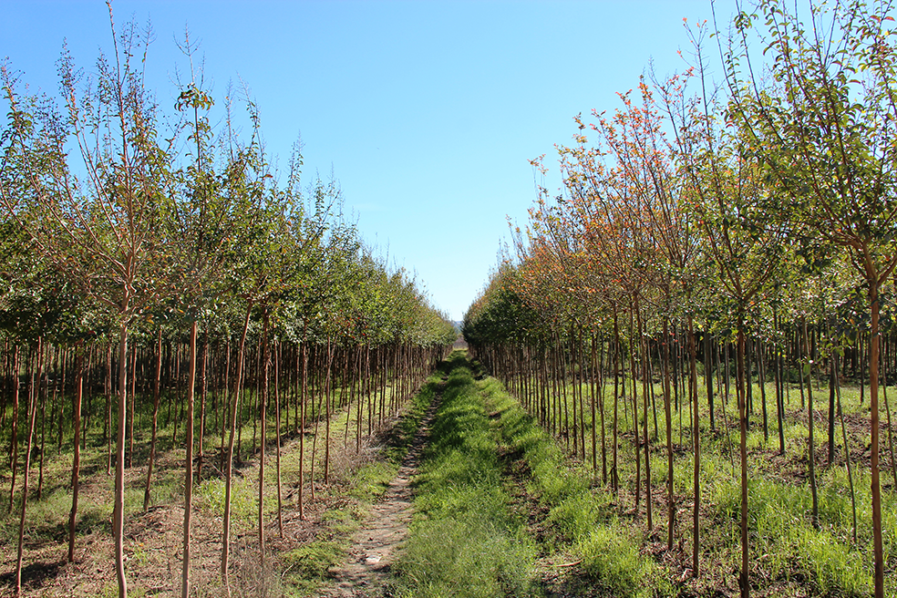 Lagerstroemia Indica