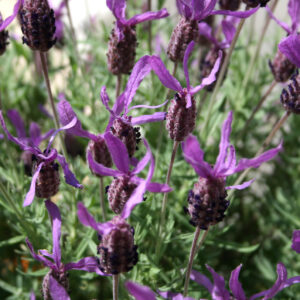 Lavandula Stoechas