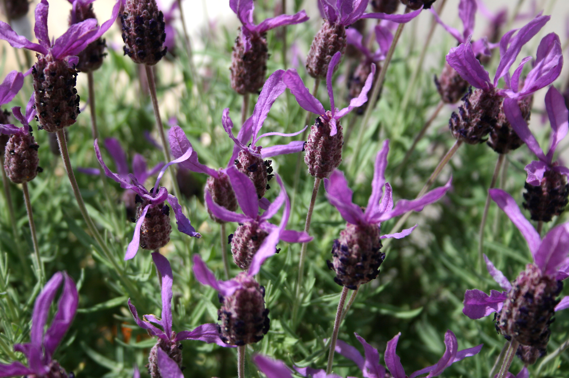Lavandula Stoechas